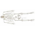 Disarticulated Skeleton with Skull